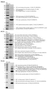 Read the reviews and learn about pricing and availability on caring.com there are 76 assisted living facilities in the weston area, with 3 in weston and 7. Viruses Free Full Text Influence Of Caudovirales Phages On Humoral Immunity In Mice Html