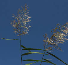 Image result for Phragmites mauritianus