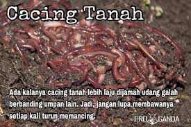 Para pemancing biasanya menggunakan cacing merah atau cacing bakau. Jenis Umpan Sesuai Utk Udang Kolam Memancing Udang Zz Facebook