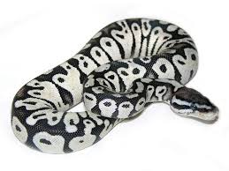 Axanthic Black Pewter Ball Python Axanthic Super Pastel Morph List World Of Ball Pythons Ball Python Ball Python Morphs Cute Snake