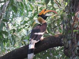The hornbills (bucerotidae) are a family of bird found in tropical and subtropicalafrica the smallest species is the black dwarf hornbill (tockus hartlaubi), at 99.1 g (3.50 oz) and 32 cm (1 ft 1. Hornbills Forest Farmers Scattering Seeds Of Hope World Land Trust