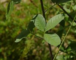 Image result for Crotalaria oocarpa
