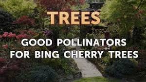 Pollination of cherry trees is necessary to get fruit, so it's best to have a compatible cultivar planted at least 100 feet (30.5 m.) from your variety. Good Pollinators For Bing Cherry Trees Youtube