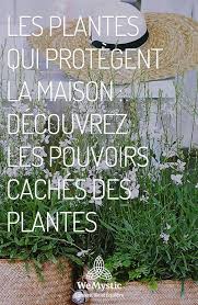 Les Plantes Qui Protegent La Maison Decouvrez Les Pouvoirs Caches Des Plantes Wemystic France Plante Plantes Feng Shui Plantes Maison