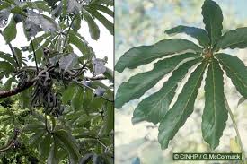 Image result for Cecropia pachystachya
