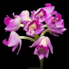 Image result for Polystachya valentina