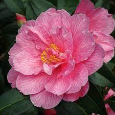 Jim S Camellias Gallery D Beautiful Pink Flowers Camellia Flowers