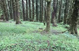 Best forest trails in Otis