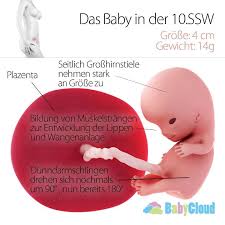 10 Ssw Die Wochen Deiner Schwangerschaft