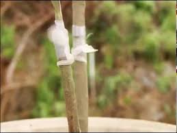 Zeytin Asisi Delice Asisi Nasil Yapilir Youtube Zeytin Bitki Zeytin Agaci