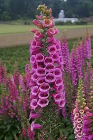 Foxglove does best with afternoon shade. Foxglove Mix Oregon Wholesale Seed Company