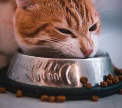 อาหาร แมว cat time lapse
