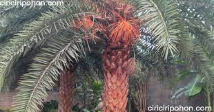 Ciri Ciri Pohon Palem Kenari Yang Wajib Diketahui Ciriciripohon Com