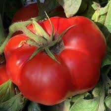 It shows the plant size, fruit size and color, and provides gene. Brandywine Otv Heirloom Tomato Plants For Sale Free Shipping