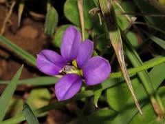 Image result for Monopsis stellarioides