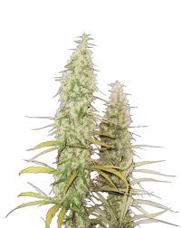 Santa Maria Cannabis Seeds