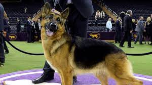 Handler kent boyles and german shepherd rumor won the herding. Top 5 Fun Facts About The Westminster Kennel Club Best In Show Winner Abc News