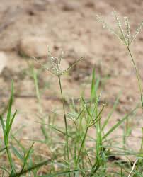 Image result for Cynodon dactylon