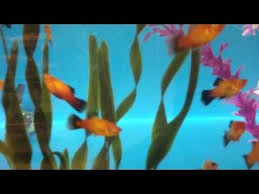 Platy Fish Care Tank Mates Food Size Of Aquarium Platy Fish Fish Care Fish