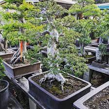 Visited Che Zhao Sheng Mr Che S Garden