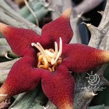 Image result for Piaranthus atrosanguineus