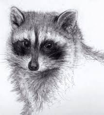 Animals to draw for beginners. Pencil Drawings Of Animal Novocom Top