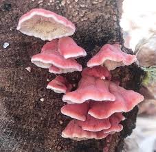 Image result for Merulius incarnatus