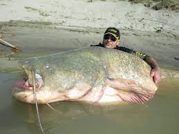 Strange But True Mammoth Catfish Caught In Italy And Great White Shark Lurking Off Washington Coast The Seattle Times