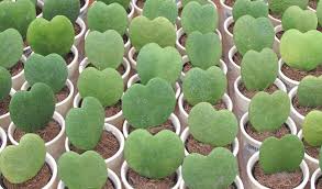Once the plant establishes a healthy root opt for a hanging basket to properly show off its hanging heart leaves. Hoya Kerrii Sweetheart Plant Valentine Hoya Guide Our House Plants