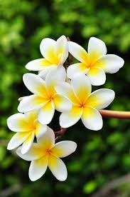 Frangipani Flowers Nature Beautiful Flowers Beautiful Flowers Wallpapers