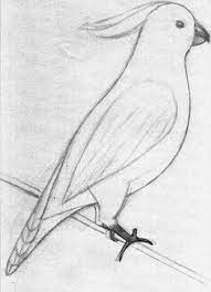 maria m adli kullanicinin incesenet art panosundaki pin kus cizimi easy pencil drawings cizim
