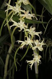 Image result for Tridactyle