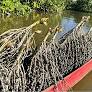 Amazon Region Advances Sustainable Economic Development with Bioeconomy and Pirarucu Trade Initiatives