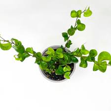 Image result for Ficus conraui