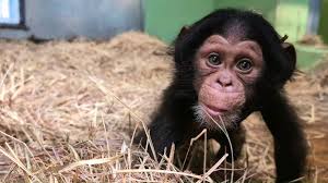 Crawling in at 5.7 pounds of pure cuteness