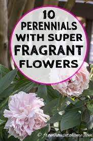 Iss video main aap k saath top 6 fragrant flowering plants share kar raha hu, video accha lage to share kijiega. 10 Ù†Ø¨Ø§ØªØ§Øª Ù…Ø¹Ù…Ø±Ø© Ø¬Ù…ÙŠÙ„Ø© Ø¨Ø£ÙƒØ«Ø± Ø§Ù„Ø£Ø²Ù‡Ø§Ø± Ø¹Ø·Ø±Ø© Best Smelling Flowers Smelling Flowers Perennial Plants