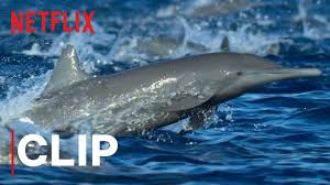 Winter the dolphin, who survived a tragic injury by receiving a prosthetic tail, bonds with an orphaned baby dolphin after her beloved pool mate dies. Netflix Our Planet Spinner Dolphin Pod Video People Com