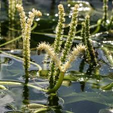 Image result for Aponogeton desertorum