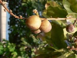 Image result for Deinbollia