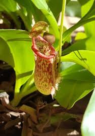 Carnivorous plants make great houseplants but their care requirements are a bit different to regular houseplants. Growing Carnivorous Plants From Cuttings Indoor Garden Activities Wit Kids Seed Co