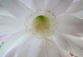 Send sympathy flowers to someone. Sympathy Flowers Etiquette How To Send Condolences