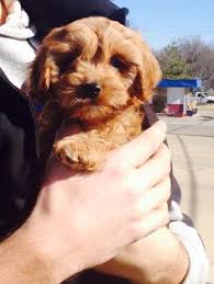 Don't underestimate the importance of choosing the right breed of dog for your family. 20 Other Ideas Puppies Cute Dogs Cute Animals