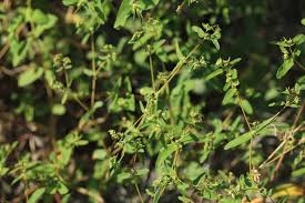 Image result for Euphorbia hyssopifolia
