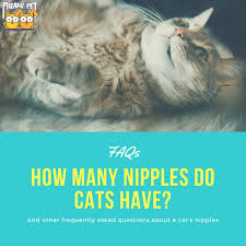 A list of name ideas for male and female cats. How Many Nipples Do Cats Have Freakypet
