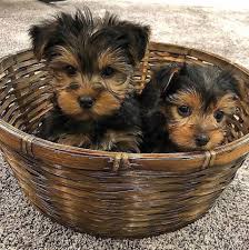 Maybe you would like to learn more about one of these? Yorkie Puppy For Delivery Home Facebook