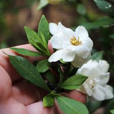Image result for Gardenia subacaulis