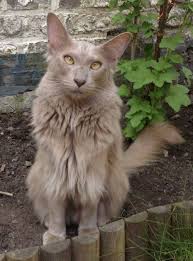 Originating in the 1950s, the oriental cat was selectively bred from siamese. Pin On Love For Cats N Kittens