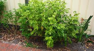 The main flowering period is spring and early summer and often spot flower at other times over the warm months of the year. Bring Your Murraya Hedge From The Brink Better Homes And Gardens