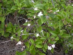 Image result for Volkameria