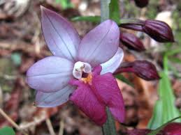 Image result for Calanthe sylvatica